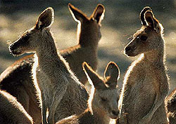 Kangaroo - Australian Nation Animal