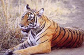 Tiger at Sherbagh, Ranthambore